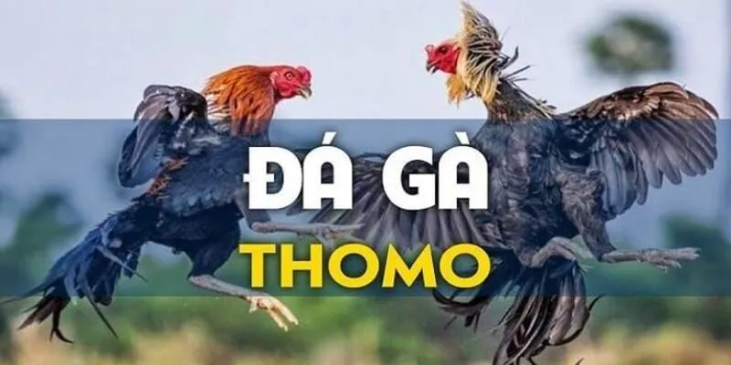 Đá Gà Thomo - Siêu Phẩm Chọi Kê May88 Không Nên Bỏ Qua 3 Các hạng mục đá gà Thomo được nhiều người chơi tại May88
