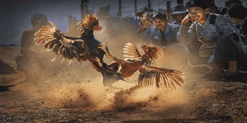 Đá Gà Cựa Dao - Hình Thức Giải Trí Hot Nhất Tại May88 2 Chi tiết nguyên tắc cần nắm khi tham gia đá gà cựa dao