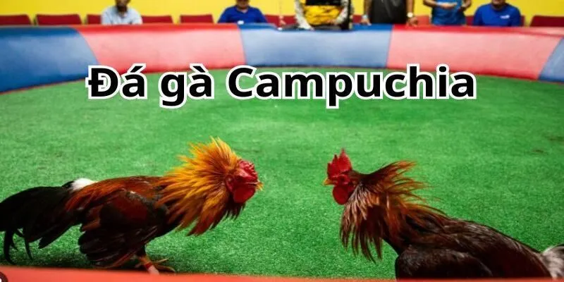 Tất Tần Tất Về Đá Gà Campuchia Tại May88 Cho Mọi Tân Thủ 1 Đá gà Campuchia là gì?