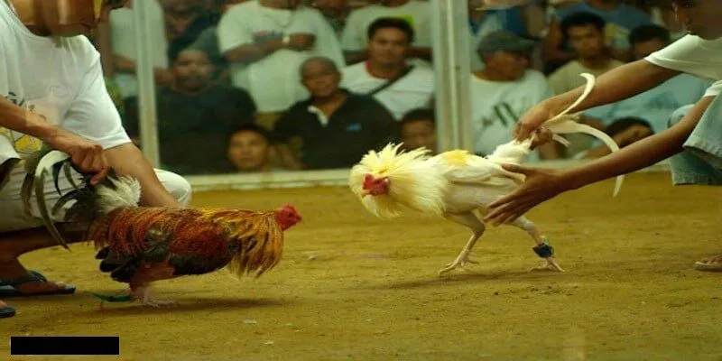 Đá Gà Cựa Dao - Hình Thức Giải Trí Hot Nhất Tại May88 1 Đá gà cựa dao là gì?