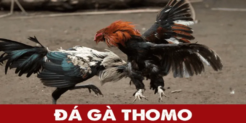 Đá Gà Thomo - Siêu Phẩm Chọi Kê May88 Không Nên Bỏ Qua 1 Đá gà Thomo là gì?