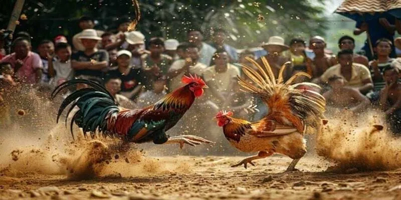 Đá Gà Thomo - Siêu Phẩm Chọi Kê May88 Không Nên Bỏ Qua 4 Kinh nghiệm chơi đá gà Thomo mang lại hiệu quả cao